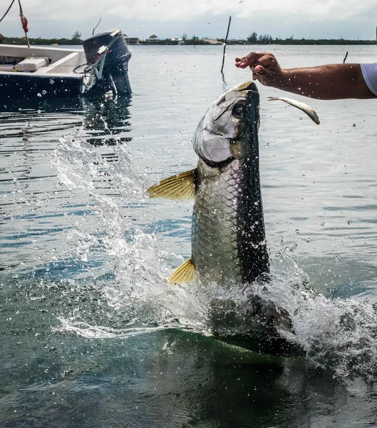 Pesci Tarpon Che Saltano Fuori Dall Acqua Caye Caulker Belize — Foto Stock