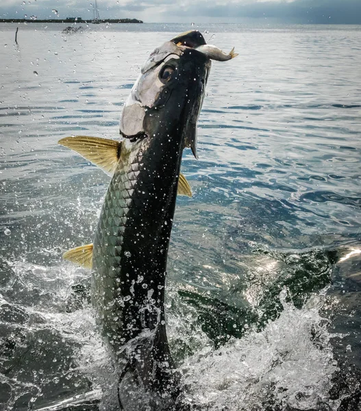 Tarpon Fish Jumping Out Water Caye Caulker Belize — Stock Photo, Image