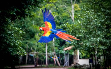 Scarlet Amerika papağanı uçan - Copan, Honduras