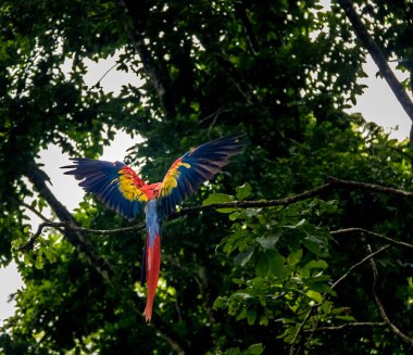 Scarlet Amerika papağanı uçan - Copan, Honduras