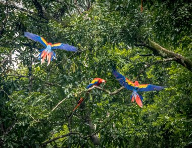 Scarlet Macaws uçan - Copan, Honduras
