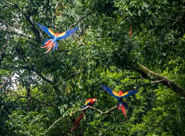 Scarlet Macaws uçan - Copan, Honduras