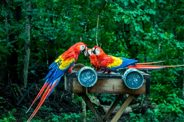 Scarlet Macaws Yeme Copan Honduras — Stok fotoğraf