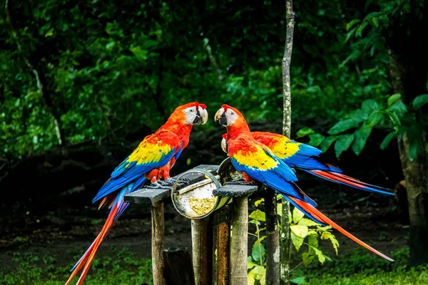 Guacamayos Escarlata Comiendo Copán Honduras — Foto de Stock