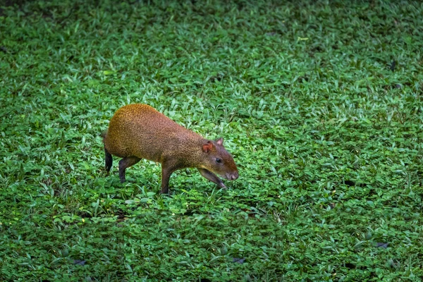 Agouti Nagetier Copan Honduras — Stockfoto