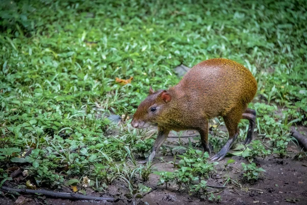 Agouti Rodent Copan Honduras — Stock Photo, Image