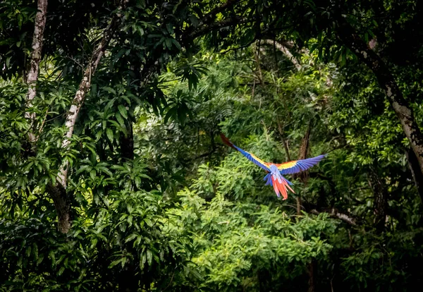 Ara Rouge Volant Copan Honduras — Photo