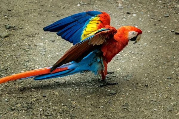 Scarlet Macaws Açılış Copan Honduras — Stok fotoğraf