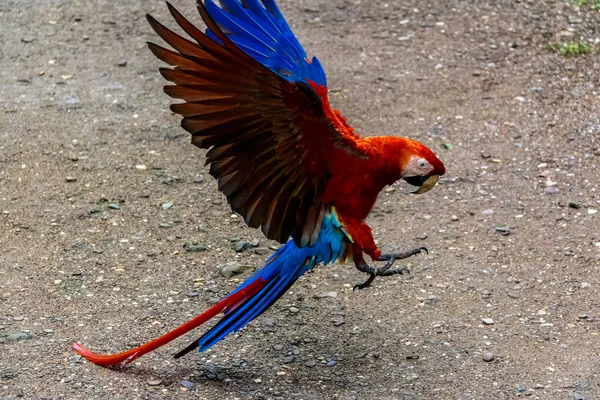 Scarlet Macaws Açılış Copan Honduras — Stok fotoğraf