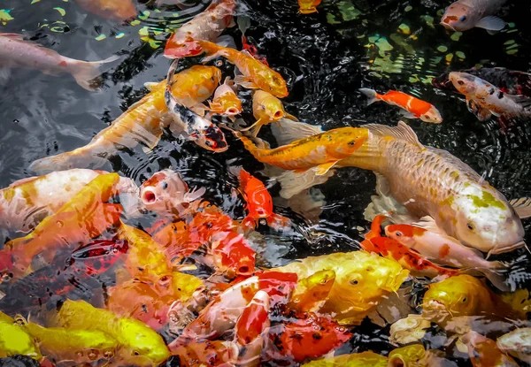 Colorful Koi Fish Pond — Stock Photo, Image