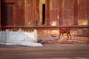 Keçi yakınındaki bir kabirde Fatehpur Sikri - Agra, Hindistan