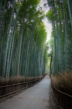Arashiyama Bambu orman - Kyoto, Japonya
