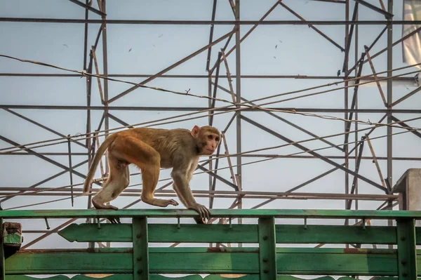 Macaco Ouro Indiano Agra Índia — Fotografia de Stock