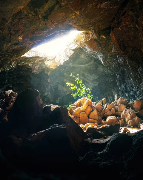 Usine frappée par la lumière du soleil à la grotte d'Ana Te Pahu - Île de Pâques, Chili — Photo