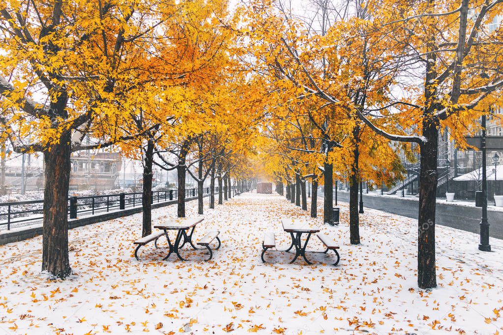 Walkway on the first snow with yellow leaves falling of trees - Montreal, Quebec, Canada