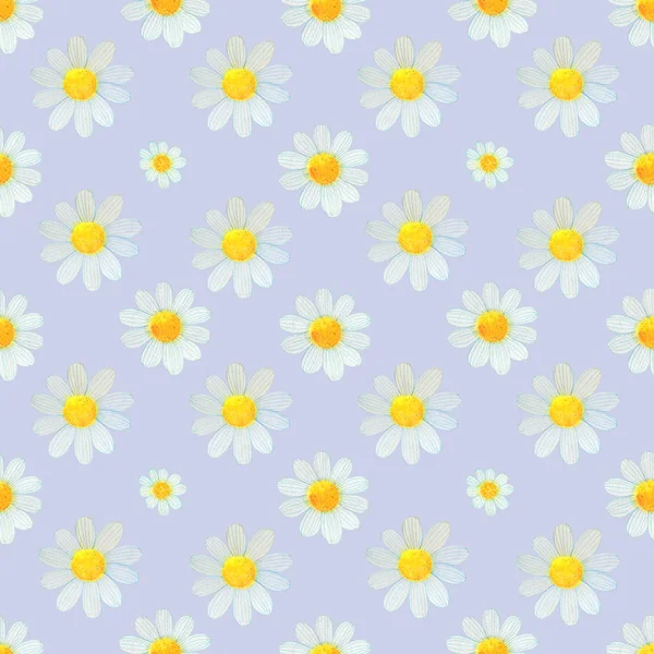 Daisies wildflowers watercolor pattern set illustration seamless — 스톡 사진