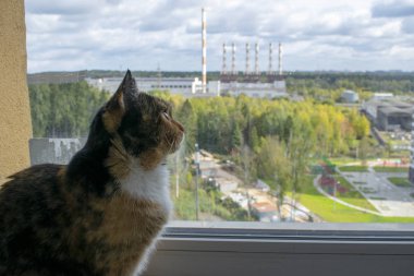 Kedi pencere eşiğinde oturur ve caddeye ve doğaya bakar. Pencerenin yanında üç renkli bir evcil hayvan.