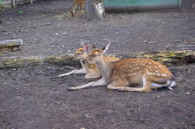 Memelilerin güzel benekli hayvan alışkanlıkları. Geyik ot yiyor. Otçul yaşam tarzı. Anne ve bebeği..