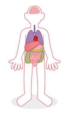 İnsanlar iç organlar 