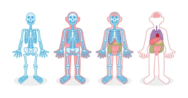 Set squelette organes internes — Image vectorielle