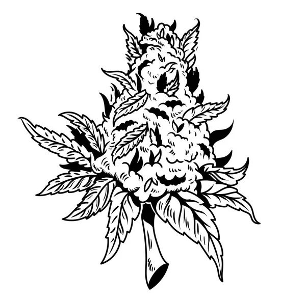 Entwurf für Cannabis-Zeichnung — Stockvektor