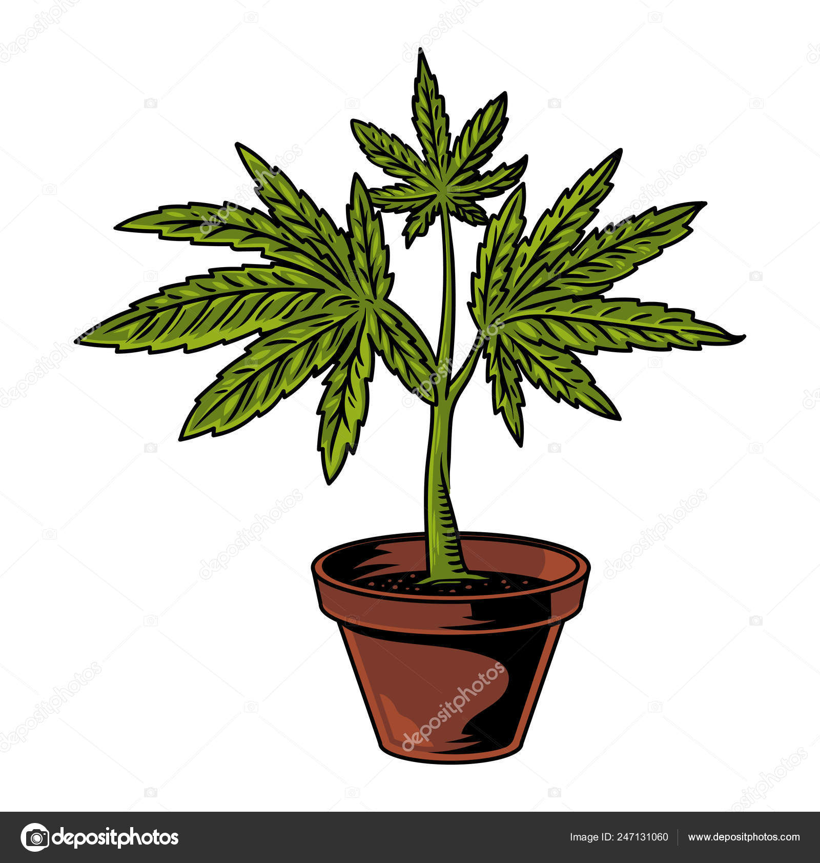 Weed Plants Drawings