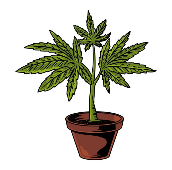 Vintage flower pot with plant of cannabis leaf marijuana weed green hemp fo...