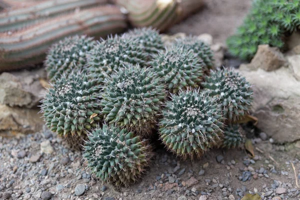 Jardín Botánico Oslo Noruega 2018 —  Fotos de Stock