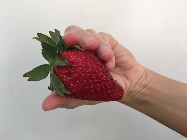 Large Ripe Strawberries Hand Palm — Stock Photo, Image