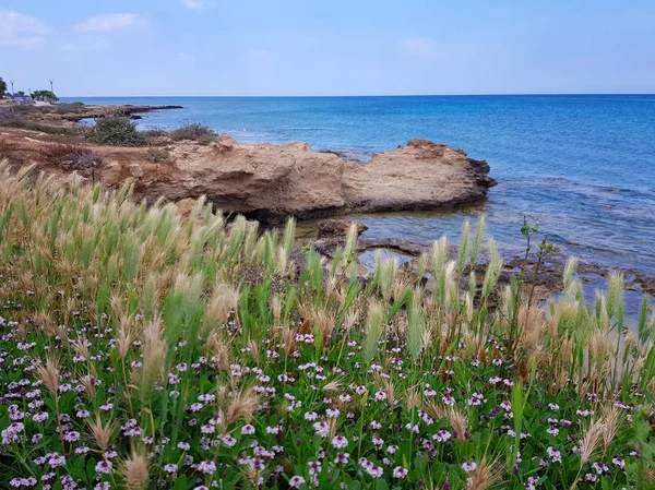 Цветы Красивые Растения Растут Берегах Средиземного Моря — стоковое фото