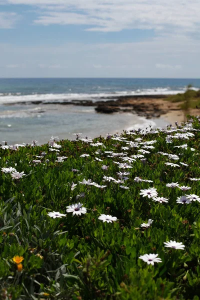 Flores Crecen Las Orillas Del Mar Mediterráneo — Foto de Stock