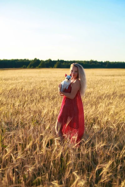 Blonde Girl Wheat Field Sunset Holding Dog Her Arms — Stock Photo, Image