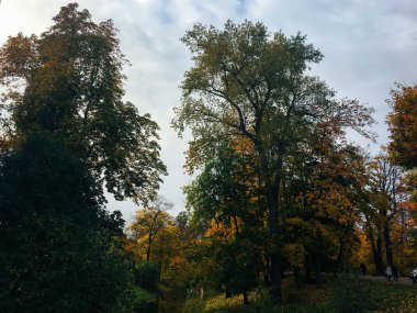 ağaçlar ve bir su birikintisi, sonbahar boyalar