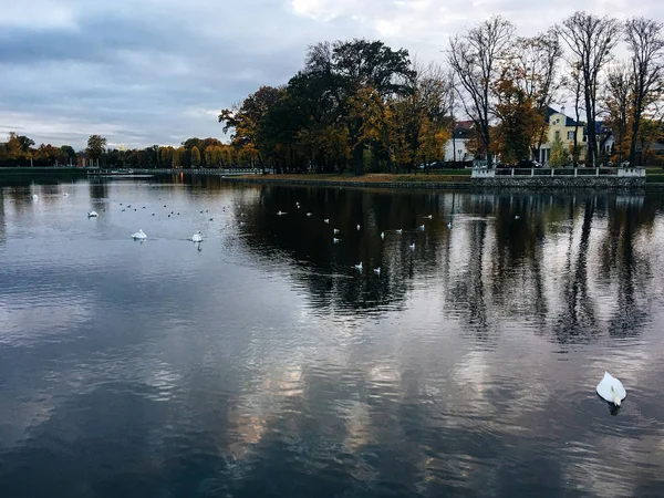 Fehér Hattyú Úszik Kalinyingrádi Központ — Stock Fotó