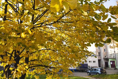 ağaçlar, sonbaharın sarı yaprakları ile