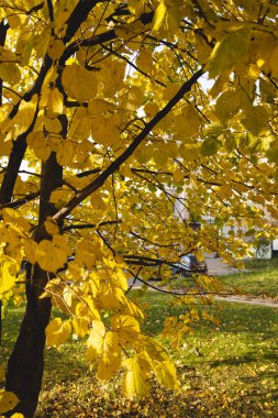 ağaçlar, sonbaharın sarı yaprakları ile