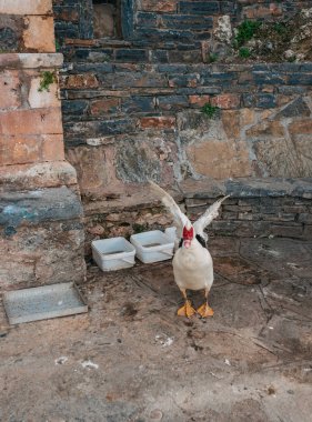 Yunanistan'da yerli ördekler kendi topraklarında yürümek