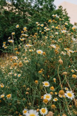Tarlada güzel papatyalar filizleniyor.