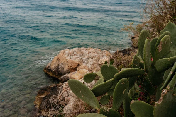 Cactus Hermosas Flores Rojas Crecen Playa — Foto de Stock