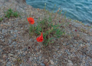 sahilde kırmızı haşhaş ve diğer çiçekler ve bitkiler
