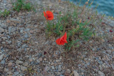 sahilde kırmızı haşhaş ve diğer çiçekler ve bitkiler