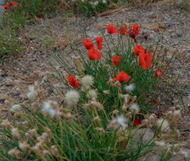 sahilde kırmızı haşhaş ve diğer çiçekler ve bitkiler