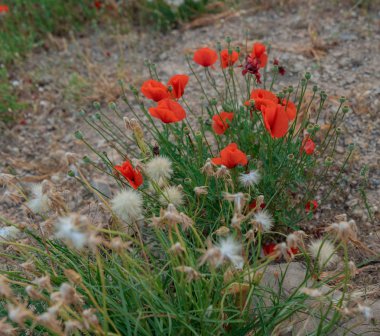 sahilde kırmızı haşhaş ve diğer çiçekler ve bitkiler