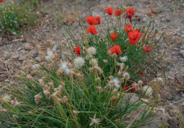 sahilde kırmızı haşhaş ve diğer çiçekler ve bitkiler
