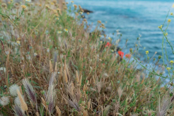 sahilde kırmızı haşhaş ve diğer çiçekler ve bitkiler