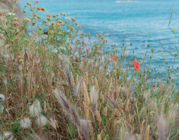 sahilde kırmızı haşhaş ve diğer çiçekler ve bitkiler