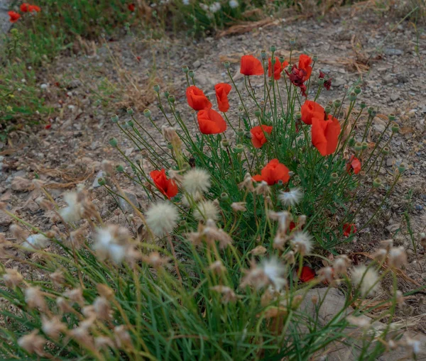 sahilde kırmızı haşhaş ve diğer çiçekler ve bitkiler