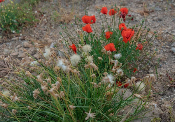sahilde kırmızı haşhaş ve diğer çiçekler ve bitkiler