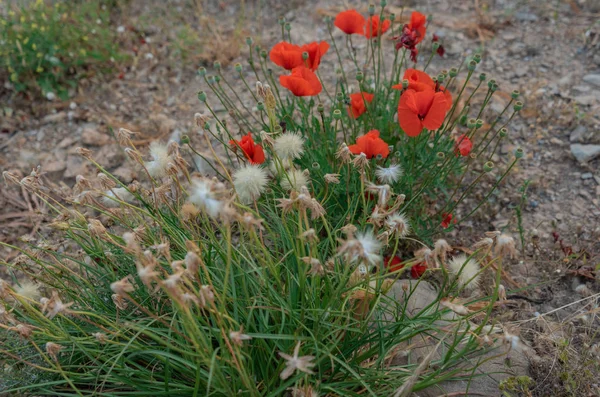 sahilde kırmızı haşhaş ve diğer çiçekler ve bitkiler