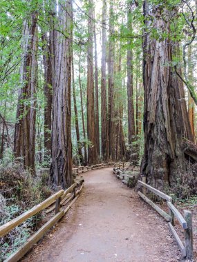 Muir woods national monument. San Francisco. clipart